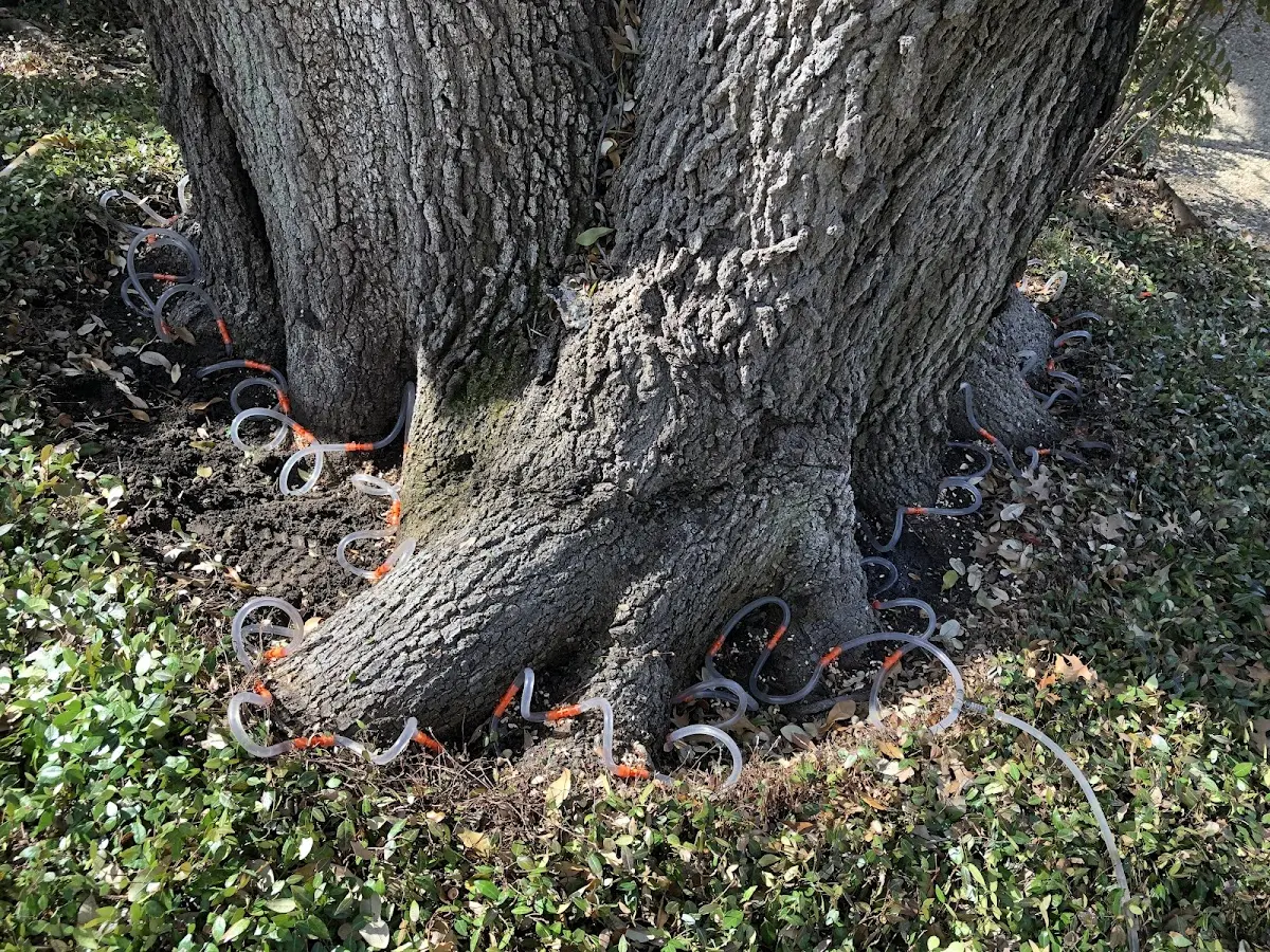 Detailed Tree Cabling and Bracing job site in Round Rock
